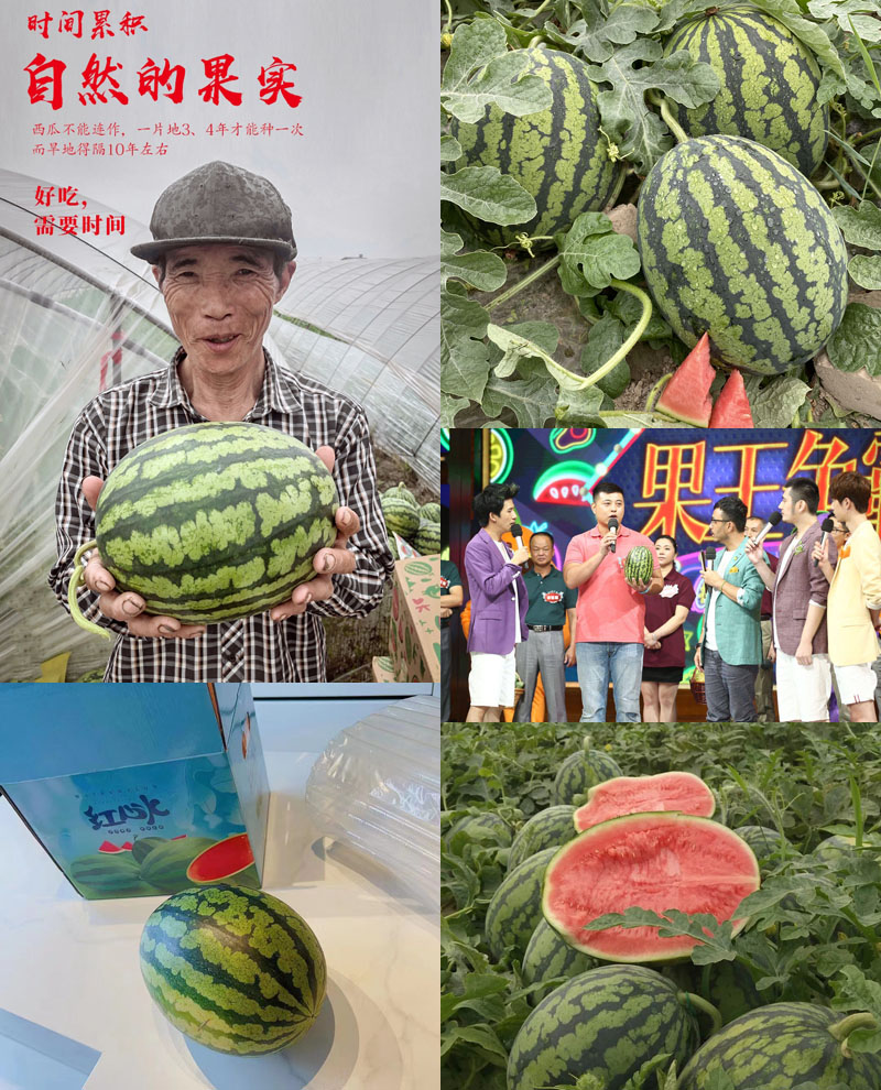 站神西瓜|东台甘美4K西瓜20220522