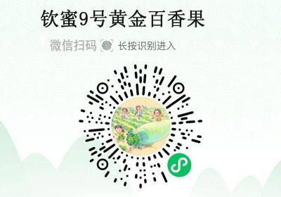 钦蜜9号黄金百香果20220529