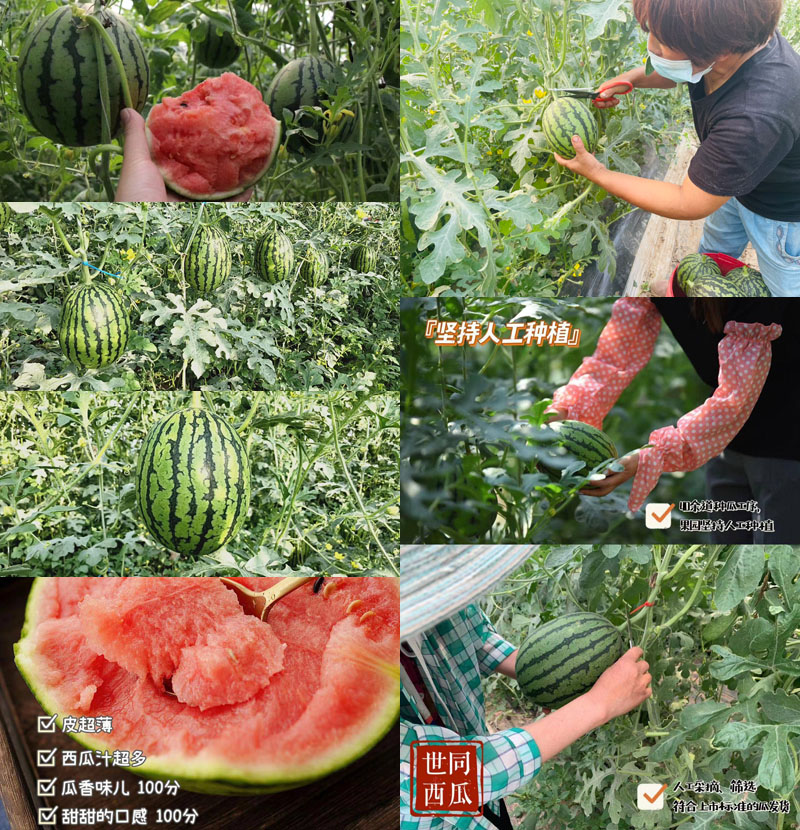 北京庞各庄世同西瓜20220609
