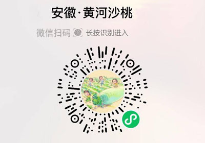安徽砀山黄河沙桃20220618
