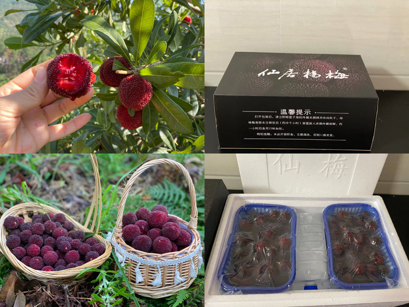 仙居东魁杨梅20220619