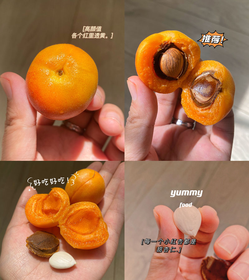 新疆阿克苏小红杏20220626