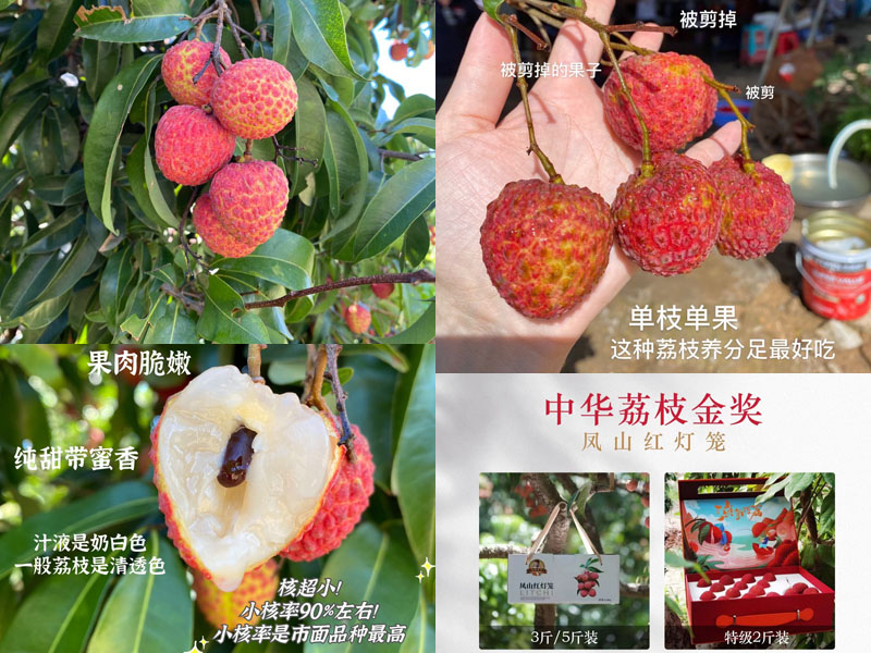 凤山红灯笼荔枝20220628