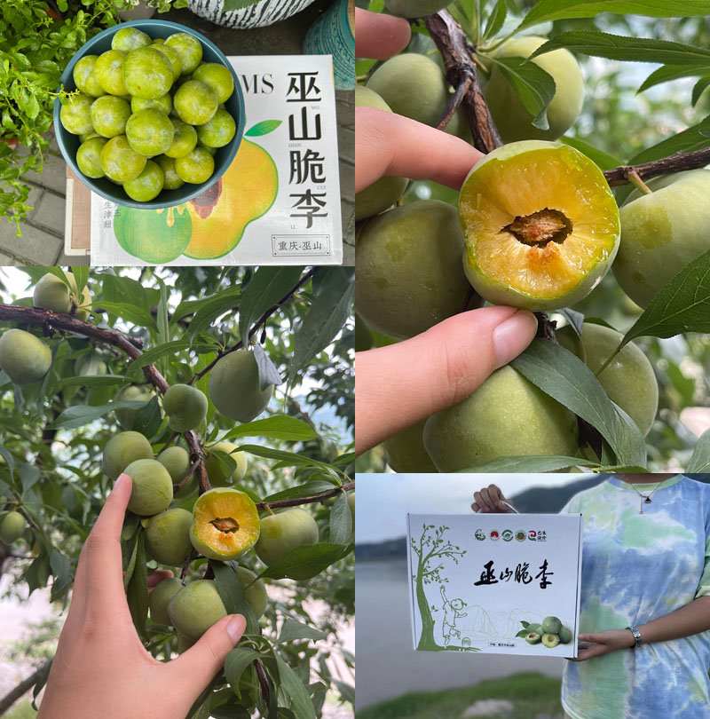 重庆正宗巫山脆李20220707