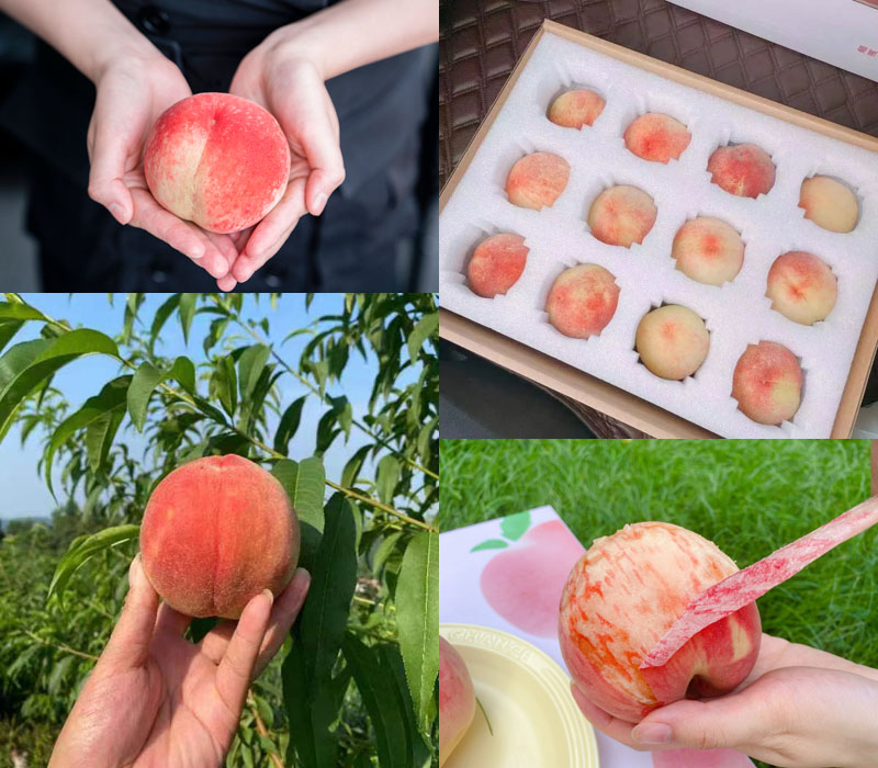 龙泉驿晚湖景水蜜桃20220710
