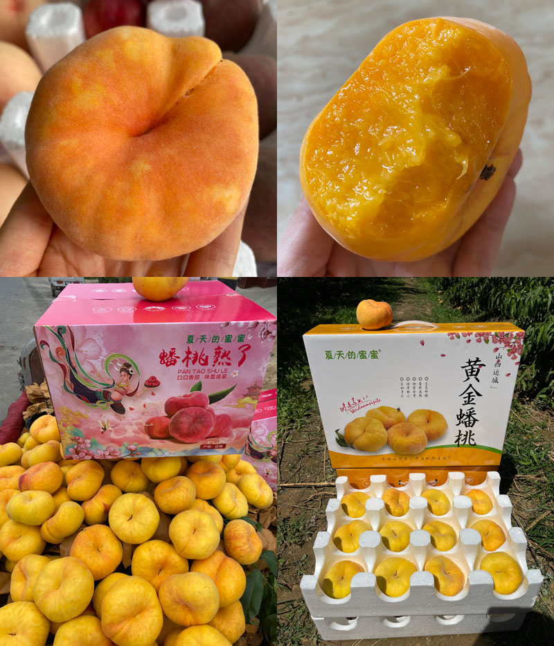 山西运城黄金蟠桃20220728