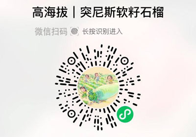 四川会理突尼斯软籽石榴20220822/果然