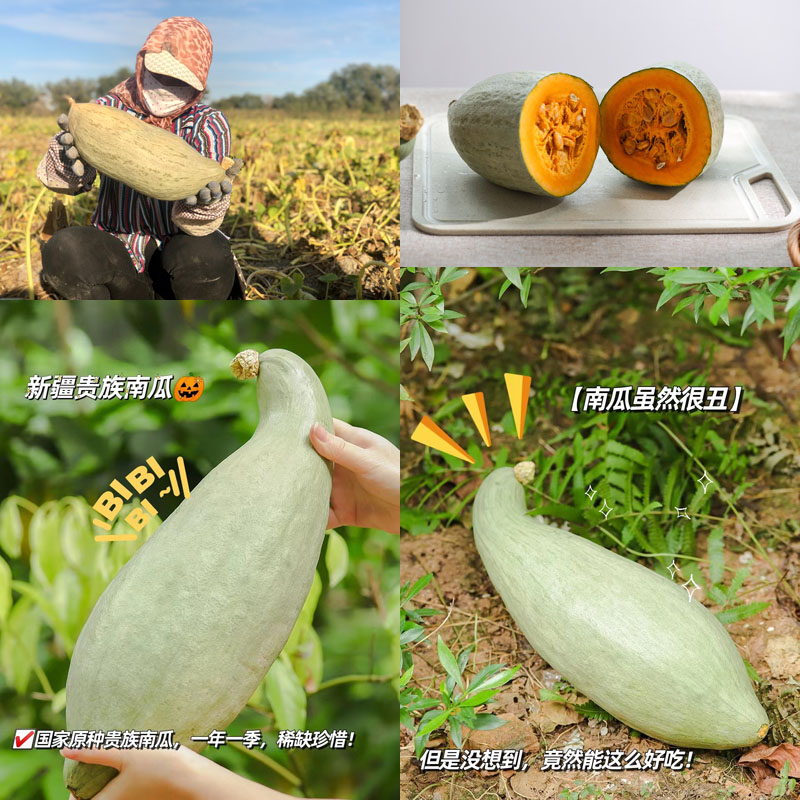 新疆贵族南瓜20220922