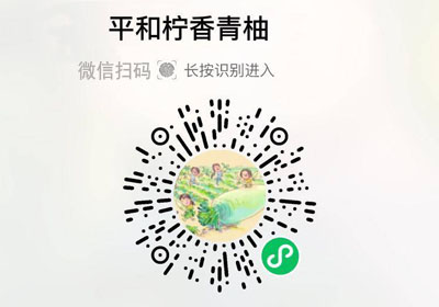 福建平和柠香老树青柚20220927