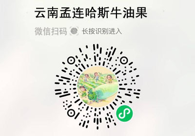 云南孟连哈斯牛油果20221009/果然