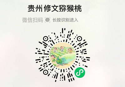 李子妃贵州修文猕猴桃20221010