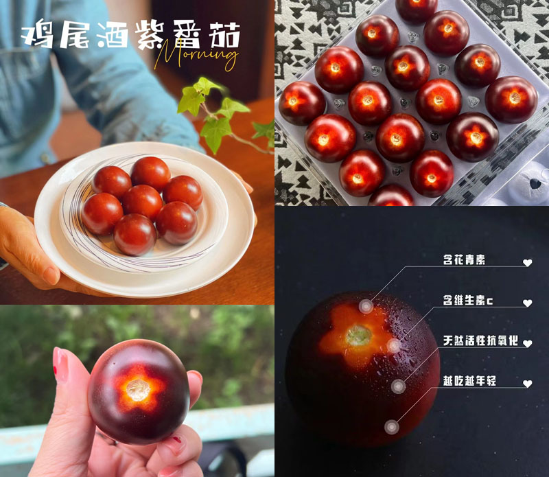 YOOM养慕鸡尾酒紫色小番茄20221024