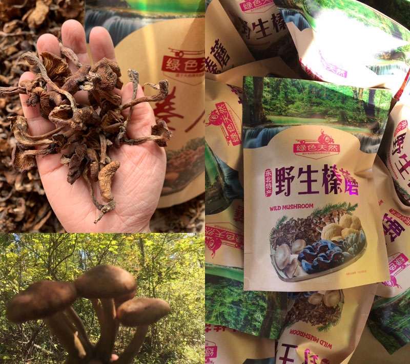 东北野生榛蘑20221027