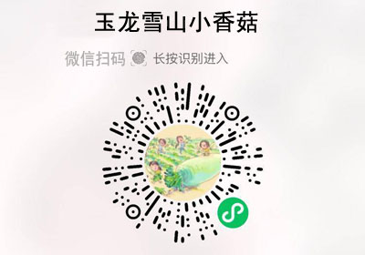 云南丽江玉龙雪山小香菇20221102/果然