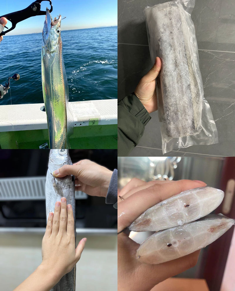 山东海钓大带鱼20221105