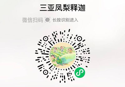海南三亚凤梨释迦20221224/果然