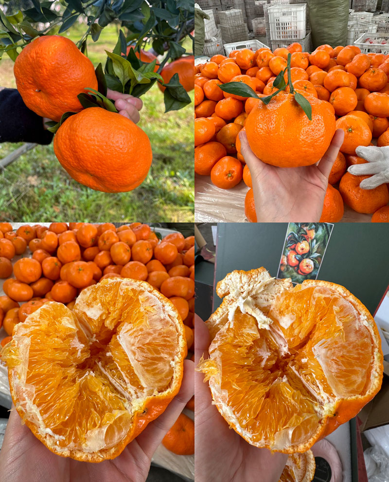 嵋春柑20230108