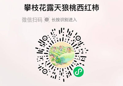 攀枝花露天狼桃西红柿20230128/果然