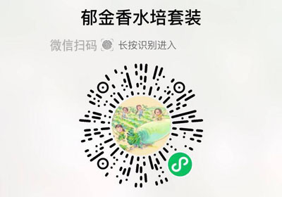 郁金香水培套装20230311/果然