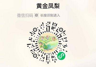 海南黄金凤梨20230320/果然