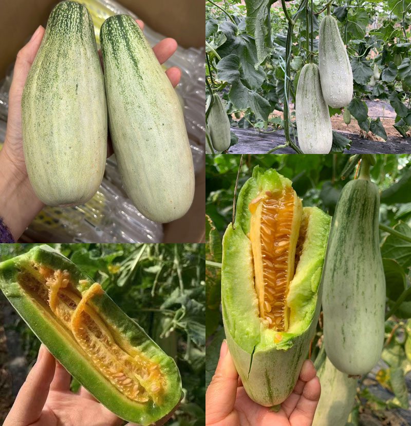 山东晚熟博洋蜜瓜20230329