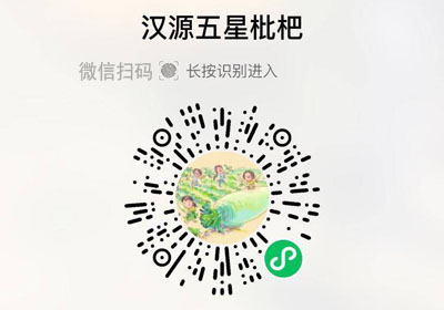 四川汉源五星枇杷20230424/果然