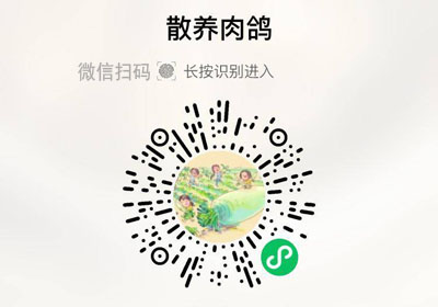 清远散养肉鸽20230427/果然