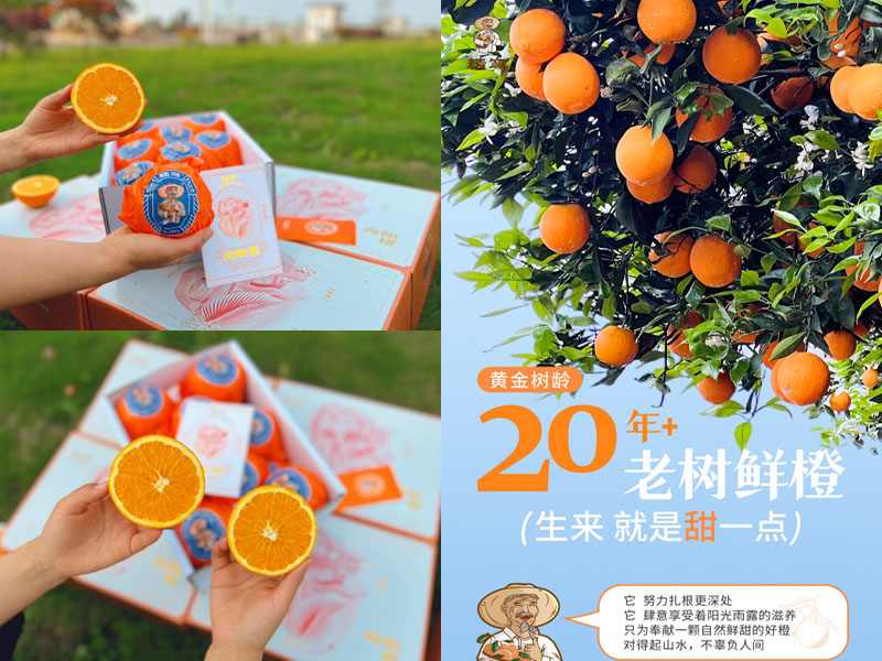 精笃向阳橙20230422