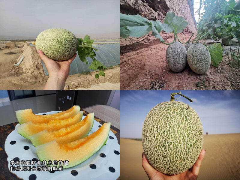 玥蜜西州蜜25号哈密瓜20230503