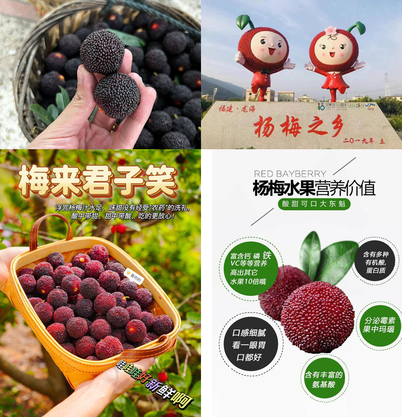 浮宫杨梅20230518
