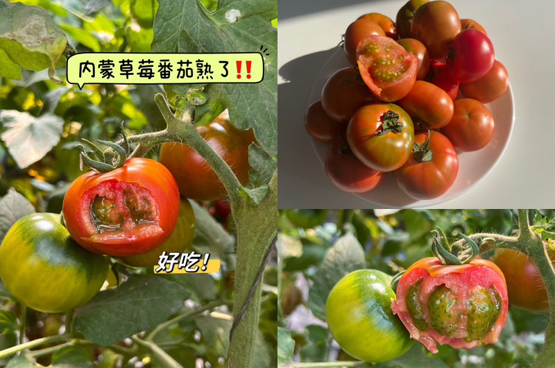 内蒙古赤峰草莓番茄20230702