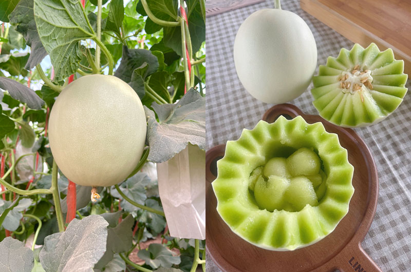新疆沙漠玉菇甜瓜20230703