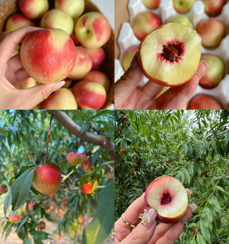 脆蜜丑桃20230812