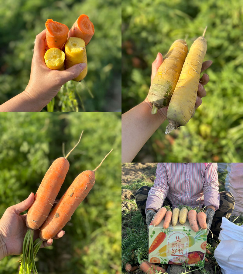 头茬新疆黄萝卜/胡萝卜20230910