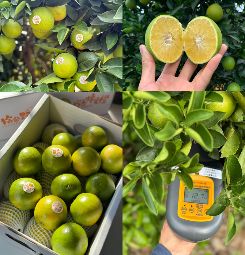柠香蜂蜜橙20231021