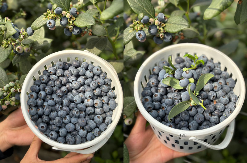 抚仙湖蓝莓20240314