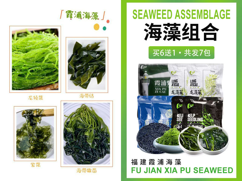 霞浦海藻组合20240315