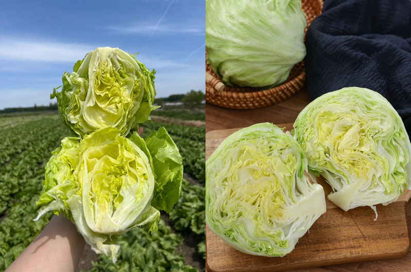 球生菜20240322