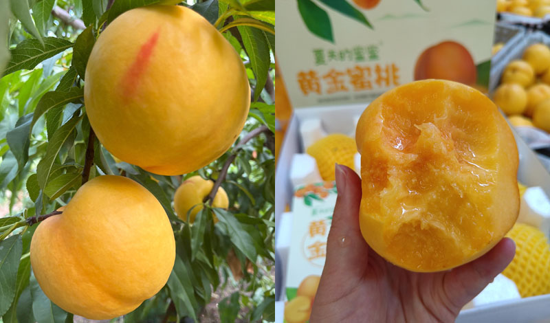 山西运城黄金油桃20240810