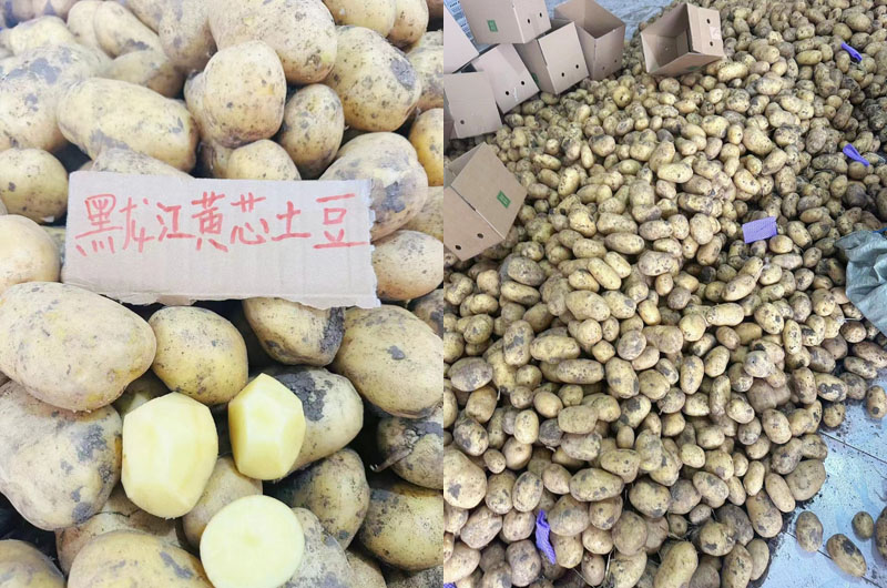 黑龙江黄芯土豆20240826
