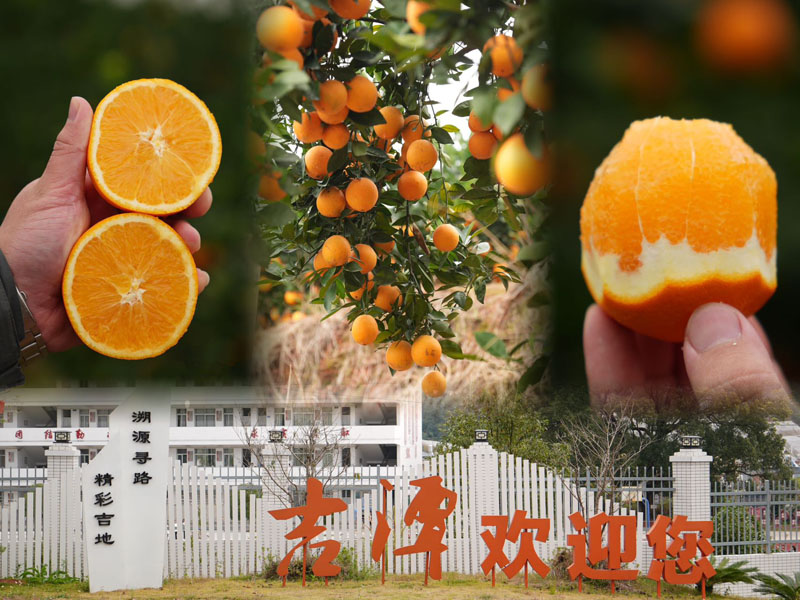 赣南脐橙20241212