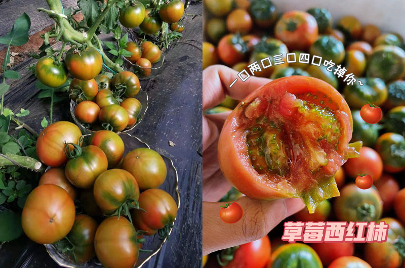 盐碱地草莓番茄20250104